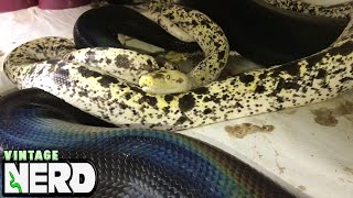 Cow Retic breeding a big black female Golden Child Reticulated Python [upl. by Icyak783]