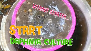 How to culture daphnia moina the easy way 1  Starting the Daphnia culture [upl. by Alig]