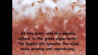 Daphnia  How to grow daphnia in your home [upl. by Onofredo]