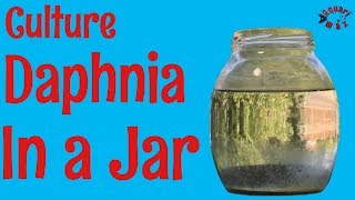 How to Culture Daphnia in a Jar [upl. by Yrnehnhoj]