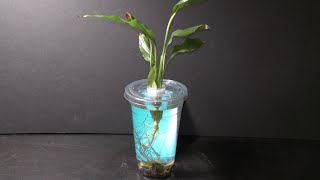 How to Grow Peace Lily in Water [upl. by Lucinda482]