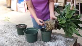 How to repot a Peace Lily [upl. by Booze578]