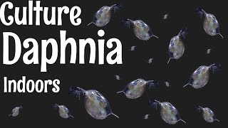 How to Culture Daphnia [upl. by Enom117]