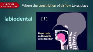 Introduction to Articulatory Phonetics Consonants [upl. by Brink]