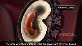 HCL Learning  Embryonic Development in Humans [upl. by Htennaj]