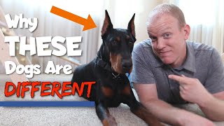 6 Ways Dobermans Are Different From Other Dogs [upl. by Cenac]