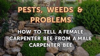 How to Tell a Female Carpenter Bee From a Male Carpenter Bee [upl. by Anayit]