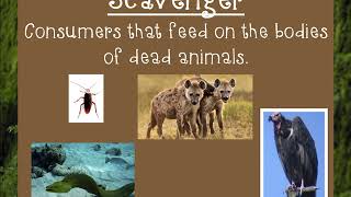 Producers Consumers Scavengers and Decomposers [upl. by Alegna171]