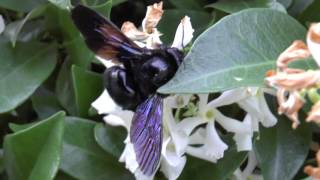 Xylocopa violacea [upl. by Nrevel]