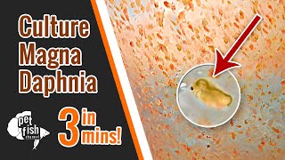 How to culture DAPHNIA MAGNA  The easy way [upl. by Nosnhoj]