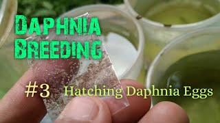 Daphnia Culture made simple and easy 3  Hatching Daphnia eggs [upl. by Ferren]