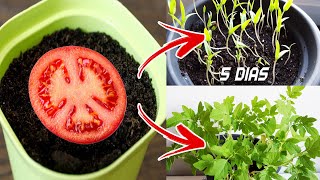 🍅🍅 Germinar tomates en 5 días en casa  Sembrar plantar y cultivar tomates [upl. by Buzz]