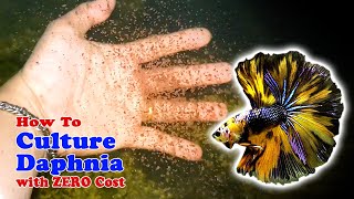 How to Culture Daphnia with ZERO Cost  Unlimited Live Food For Our Fish [upl. by Yelsna]