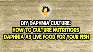 DIY Daphnia Culture How to Culture Nutritious Daphnia as Live Food for Your Fish [upl. by Nnylrac]