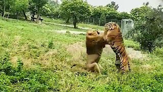 Tiger VS Lion Real Fight  Lion VS Tiger  Tough Creatures Ep 2 [upl. by Irrej]