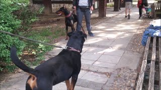 Doberman Pinscher vs Rottweiler [upl. by Leahcin]