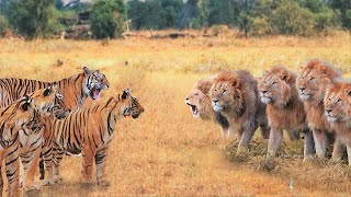 When Tigers And Lions Face Each Other [upl. by Braca]