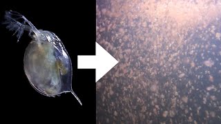 How I Culture Daphnia [upl. by Nyllij]