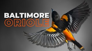 The Baltimore Oriole  A Bird Watchers Favorite [upl. by Merceer616]