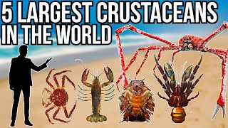 5 Largest Crustaceans In The World [upl. by Monahan647]