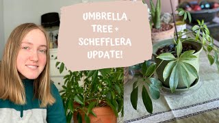 Umbrella Tree  Schefflera Plant Update  Best Propagation Method for the Umbrella Tree [upl. by Leimad]