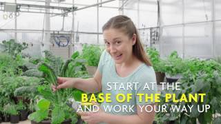 How to Harvest Kale [upl. by Bronnie]