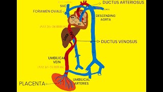 FETAL CIRCULATION [upl. by Silenay]