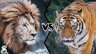 BARBARY LION VS SIBERIAN TIGER  Who Would Win [upl. by Eleumas175]