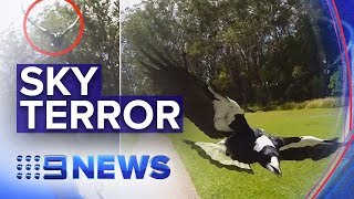 Warnings as magpie swooping season begins  Nine News Australia [upl. by Adon]