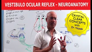 Vestibulo Ocular Reflex  Neuroanatomy [upl. by Akired]