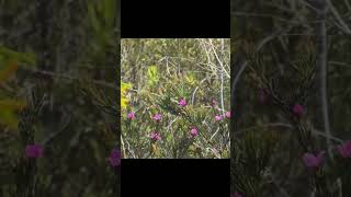 Xylocopa Lestis bombylans at Mooloolah River National Park on Boronia falcifolia [upl. by Douglas503]