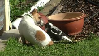 Australian Magpie Playing 2 [upl. by Wanids10]