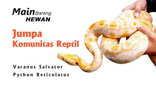 Jumpa Komunitas Reptil  Python Reticulatus amp Varanus Salvator  2020 [upl. by Kemp222]