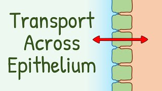 Transport Across Epithelium [upl. by Edme]