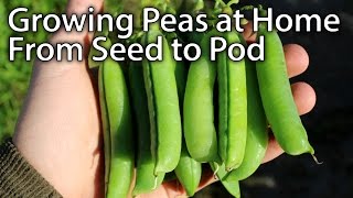 How to Grow AMAZING Peas  From Planting to Harvesting [upl. by Neerak]