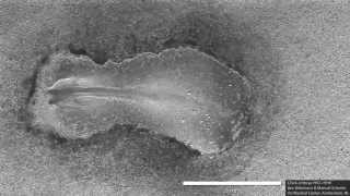 Early chick embryo development somitogenesis [upl. by Rodrigo]