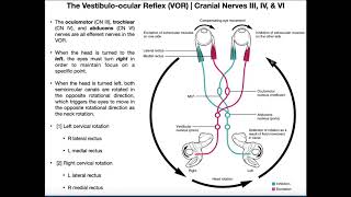 Female Reproductive System  Infinity Learn NEET [upl. by Eicam787]