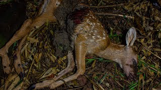 Deer Decomposition  Timelapse 4K [upl. by Ahsiruam]