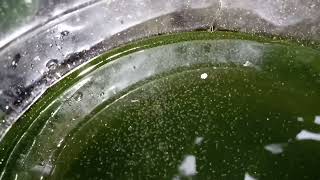 DAPHNIA MOINA CULTURE IN A SMALL BUCKET [upl. by Bass464]