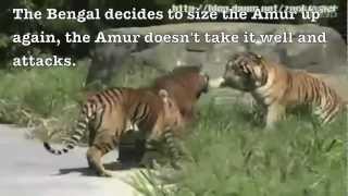 Siberian tiger vs Bengal tiger  Fighting techniques [upl. by Scherman]