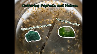 How To Culture Daphnia and Moinas using Green Water Spirulina powder [upl. by Sofer684]