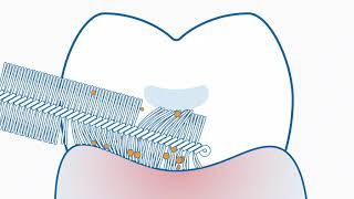 Curaprox  Interdental brushes vs floss [upl. by Arnold]