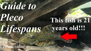 How long do Plecos Loricariidae and aquarium fishes live [upl. by Icram]