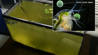 Raising Daphnia for the Freshwater Aquarium [upl. by Ecnahc]