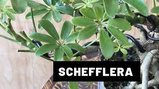 Potting a Schefflera Bonsai I The Bonsai Supply [upl. by Charlot]