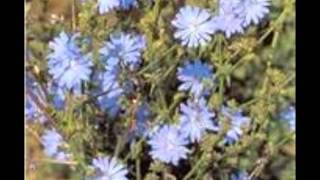 Chicory Cichorium intybus [upl. by Ettelrac]