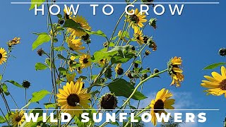 Wild Sunflower  Complete Grow and Care Guide [upl. by Enneyehc]