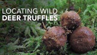 Locating Wild Deer Truffles [upl. by Portia]