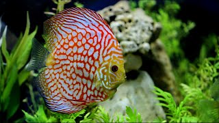 Top 7 Ideas for Your 75 Gallon Aquarium [upl. by Hadik]