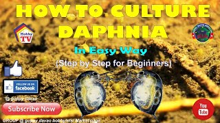 HOW TO CULTURE DAPHNIA In Easy Way [upl. by Evelinn]